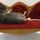 Image for article titled Two missing genes could explain why you don't want to exercise